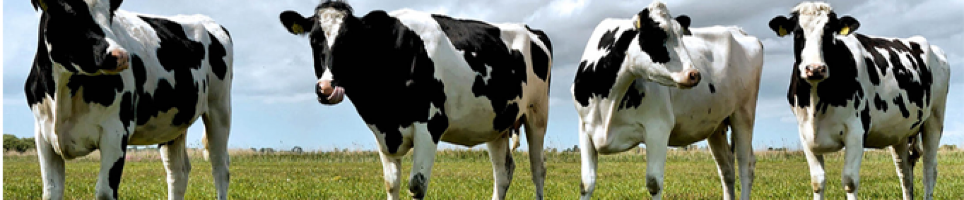 ComponentAgro B.V. cover foto