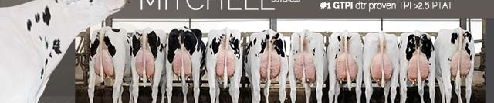 Diamond Genetics cover foto